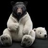 Polar_Bear